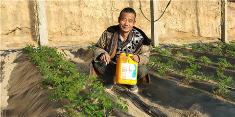 生根劑，拉姆拉