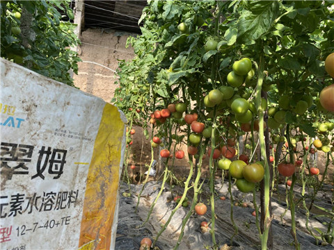 菌劑，水溶肥