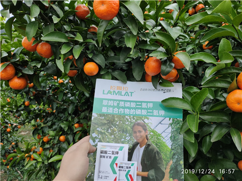 磷酸二氫鉀，葉面肥