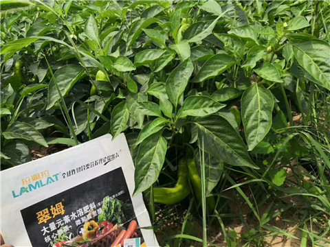 根碧多，拉姆拉