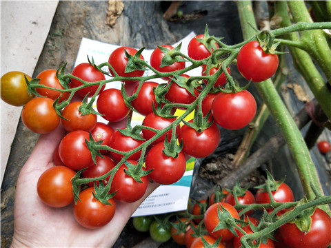 磷酸二氫鉀，鈣肥，根碧多