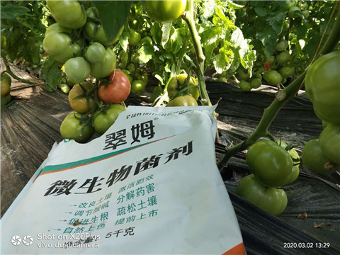 微生物菌劑，根碧多，磷酸二氫鉀