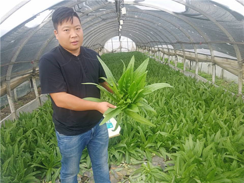 水溶肥，生根劑