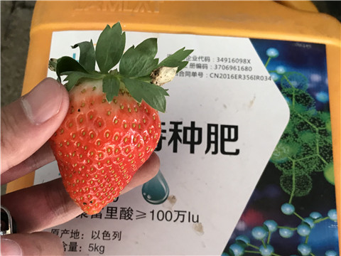 沖施肥，磷酸二氫鉀