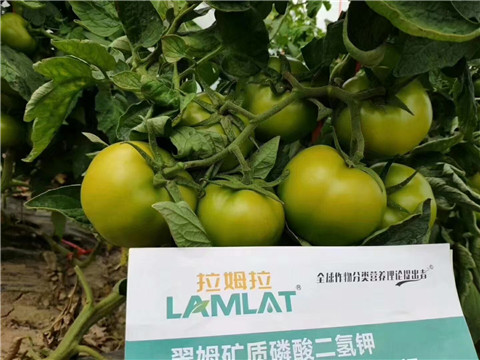 磷酸二氫鉀，鈣肥，水溶肥