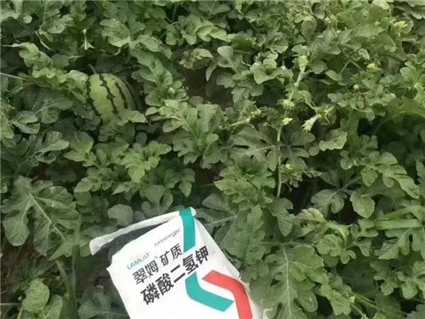 磷酸二氫鉀，硼肥，沖施肥