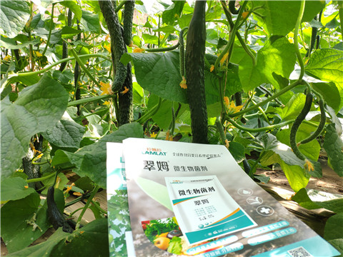 微生物菌劑，根碧多，水溶肥