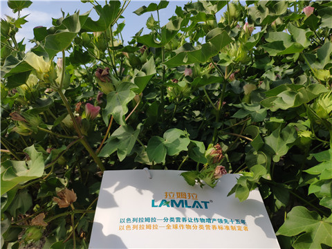 魚蛋白水溶肥，拉姆拉，翠姆