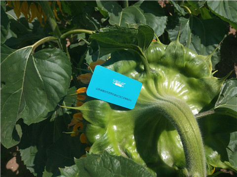 水溶肥 ，葉面肥，伯示麥