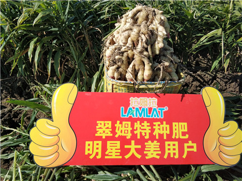 微生物菌劑，拉姆拉