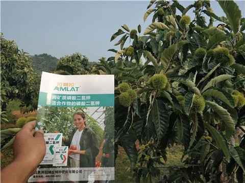 葉面肥，硼肥，磷酸二氫鉀