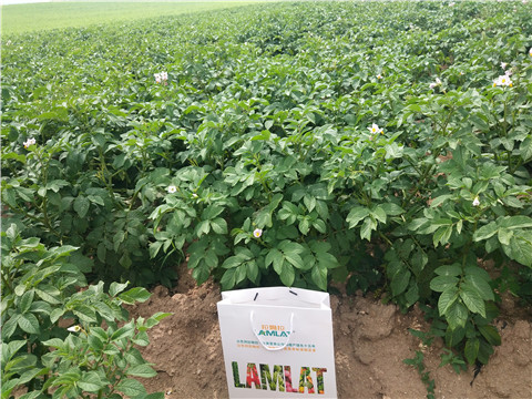 沖施肥，水溶肥，伯示麥