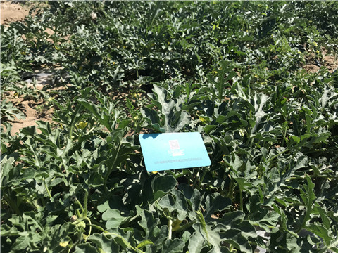 微生物菌劑，磷酸二氫鉀