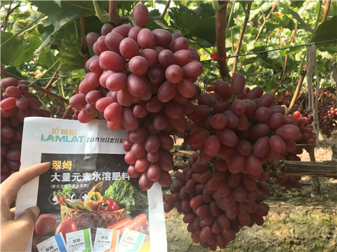 水溶肥，拉姆拉