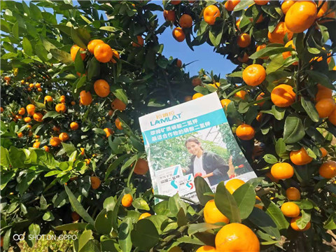 磷酸二氫鉀，硼肥，拉姆拉