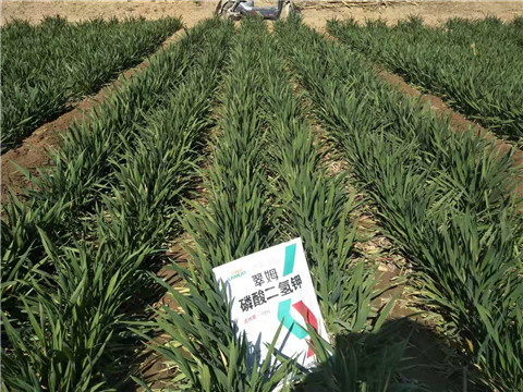 磷酸二氫鉀，葉面肥，拉姆拉