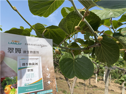 微生物菌劑，拉姆拉