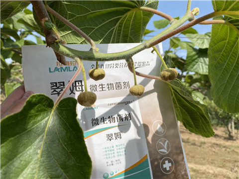 微生物菌劑，拉姆拉