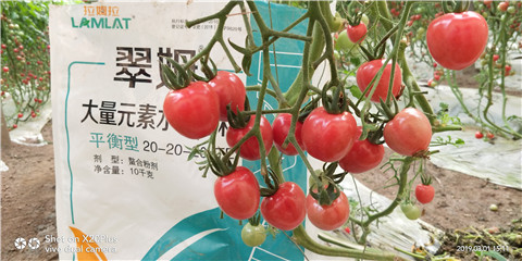 水溶肥，翠姆，拉姆拉