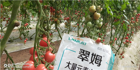 水溶肥，翠姆，拉姆拉