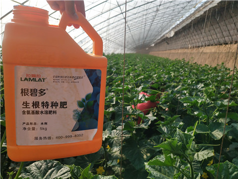 根碧多，拉姆拉