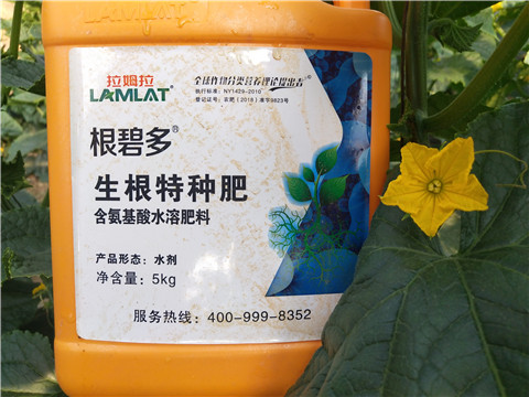 根碧多，拉姆拉