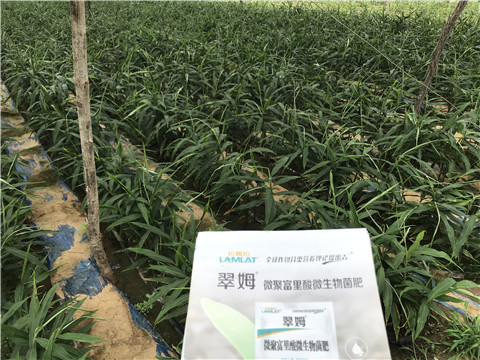 微生物菌劑，翠姆，拉姆拉