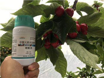 鈣肥，拉姆拉，翠姆