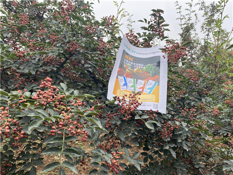 花椒種植，大量元素水溶肥，翠姆