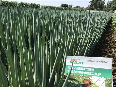 進(jìn)口水溶肥品牌，拉姆拉，翠姆