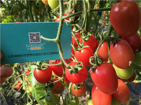 進(jìn)口水溶肥，翠姆，拉姆拉