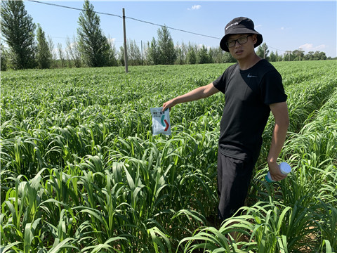 磷酸二氫鉀，拉姆拉，翠姆