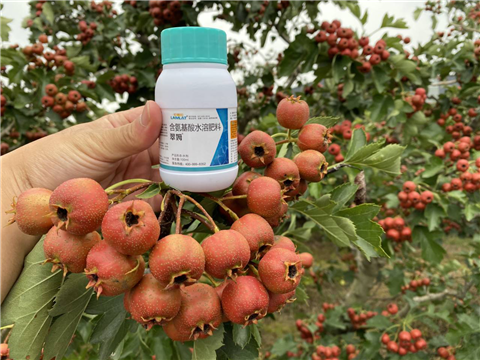 葉面肥，翠姆，拉姆拉