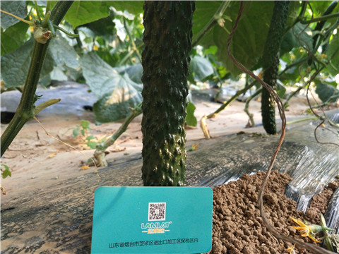 葉面肥，安碧解，除草劑藥害