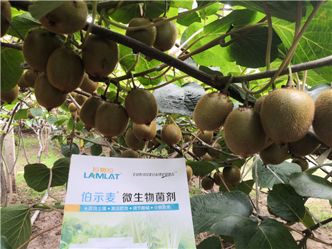 微生物菌劑，生根劑，伯示麥，拉姆拉