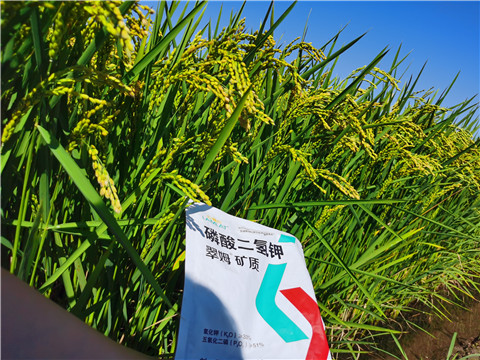 水溶肥，磷酸二氫鉀