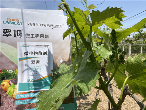 微生物菌劑，拉姆拉，翠姆