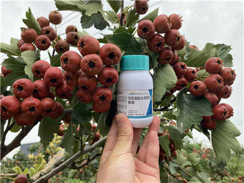 葉面肥，拉姆拉，翠姆