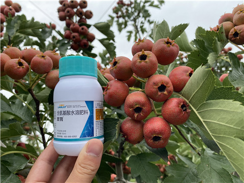 葉面肥，拉姆拉，翠姆