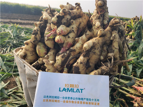 進(jìn)口水溶肥，拉姆拉，翠姆