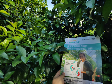 水溶肥，拉姆拉，翠姆