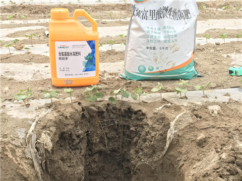 水溶肥，拉姆拉，翠姆