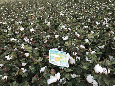 水溶肥，拉姆拉，翠姆