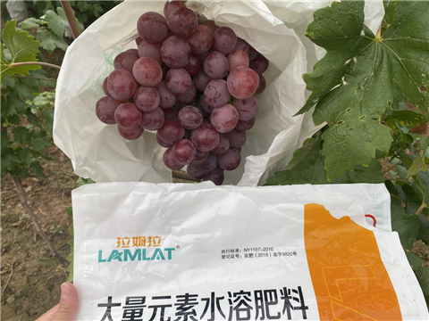 大量元素水溶肥，拉姆拉，翠姆