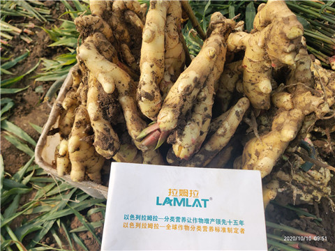 水溶肥，拉姆拉，翠姆