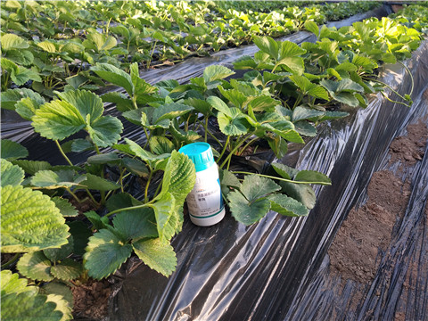 葉面肥，拉姆拉，翠姆