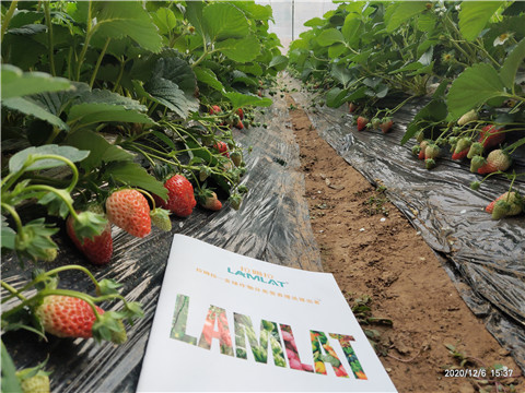 葉面肥，拉姆拉，翠姆