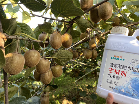 進(jìn)口水溶肥，拉姆拉，伯示麥