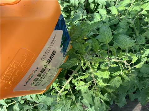 水溶肥，拉姆拉，翠姆