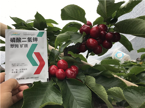 水溶肥，拉姆拉，翠姆